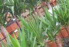 Wistowplant-nursery-10.jpg; ?>